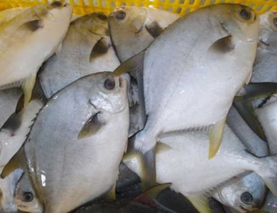 Kĩ thuật nuôi cá chim vây vàng lồng bè